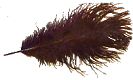 Ostrich Plume